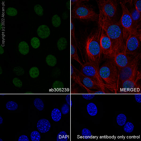 Immunocytochemistry/ Immunofluorescence - Anti-UBR7 antibody [EPR26170-67] (AB305239), expandable thumbnail