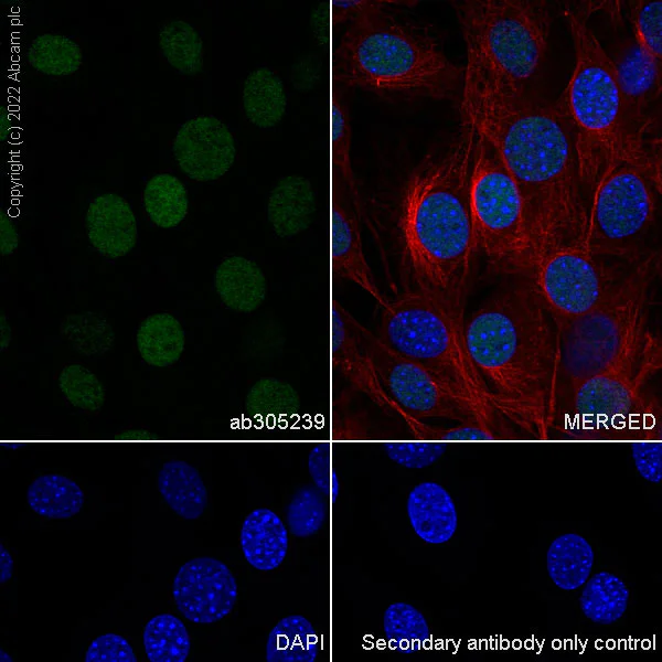 Immunocytochemistry/ Immunofluorescence - Anti-UBR7 antibody [EPR26170-67] (AB305239)