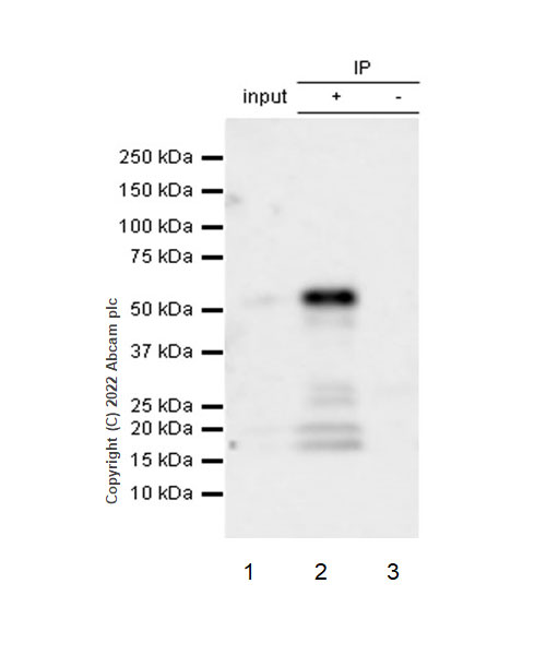 Immunoprecipitation - Anti-UBR7 antibody [EPR26170-67] (ab305239), expandable thumbnail