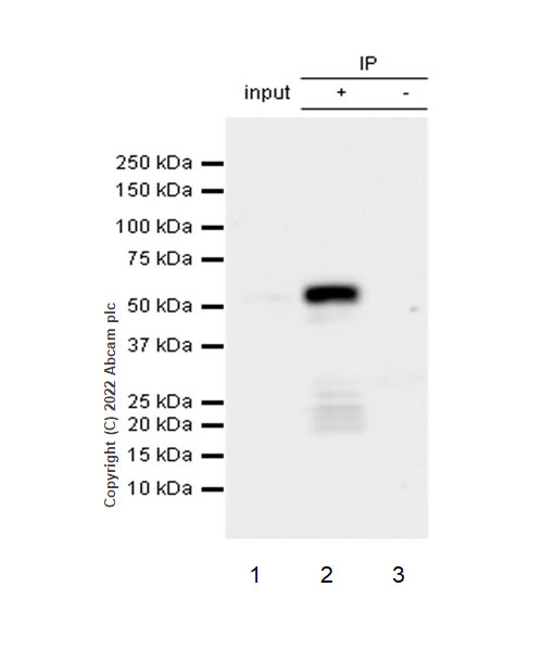 Immunoprecipitation - Anti-UBR7 antibody [EPR26170-67] (AB305239), expandable thumbnail