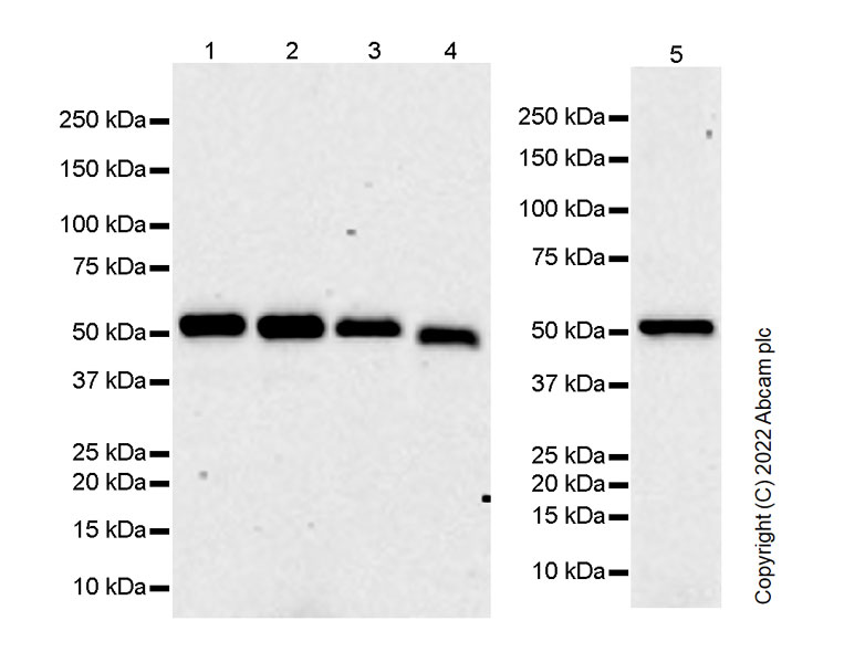 Western blot - Anti-UBR7 antibody [EPR26170-67] (ab305239), expandable thumbnail