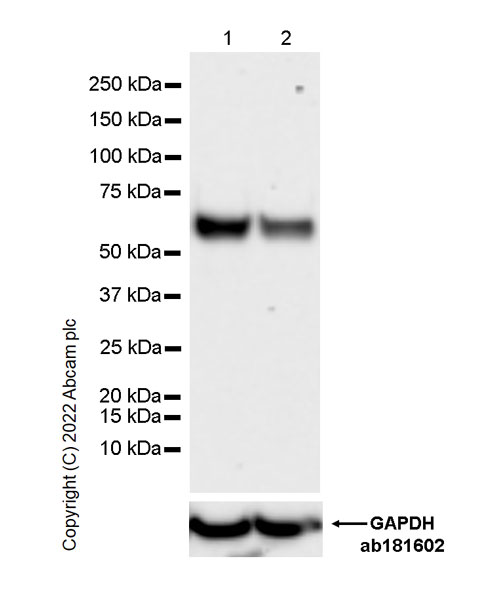 Western blot - Anti-UBR7 antibody [EPR26170-67] (ab305239), expandable thumbnail