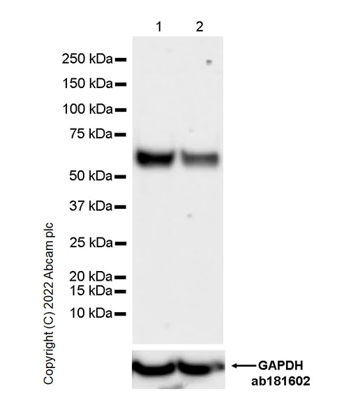 Western blot - Anti-UBR7 antibody [EPR26170-67] (AB305239)