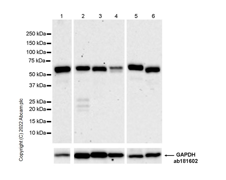 Western blot - Anti-UBR7 antibody [EPR26170-67] (ab305239), expandable thumbnail
