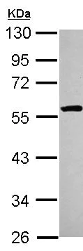 Western blot - Anti-UBXD8 antibody (AB154064)