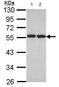 Western blot - Anti-UBXD8 antibody (AB96673)