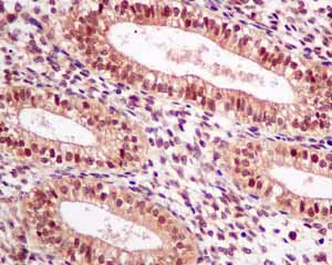 Immunohistochemistry (Formalin/PFA-fixed paraffin-embedded sections) - Anti-UBXN1 antibody [EPR9136] (AB151723)