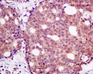 Immunohistochemistry (Formalin/PFA-fixed paraffin-embedded sections) - Anti-UBXN1 antibody [EPR9136] (AB151723)