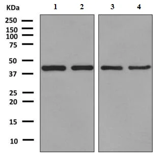Western blot - Anti-UBXN1 antibody [EPR9136] (AB151723)