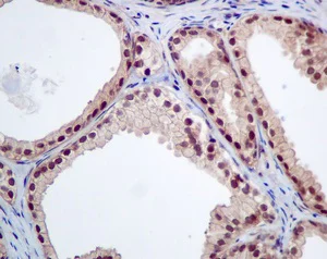 Immunohistochemistry (Formalin/PFA-fixed paraffin-embedded sections) - Anti-UBXN1 antibody [EPR9136] - BSA and Azide free (AB249041)