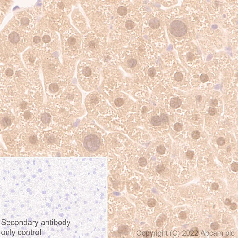 Immunohistochemistry (Formalin/PFA-fixed paraffin-embedded sections) - Anti-UCH37 antibody [EP4897] (AB133508)