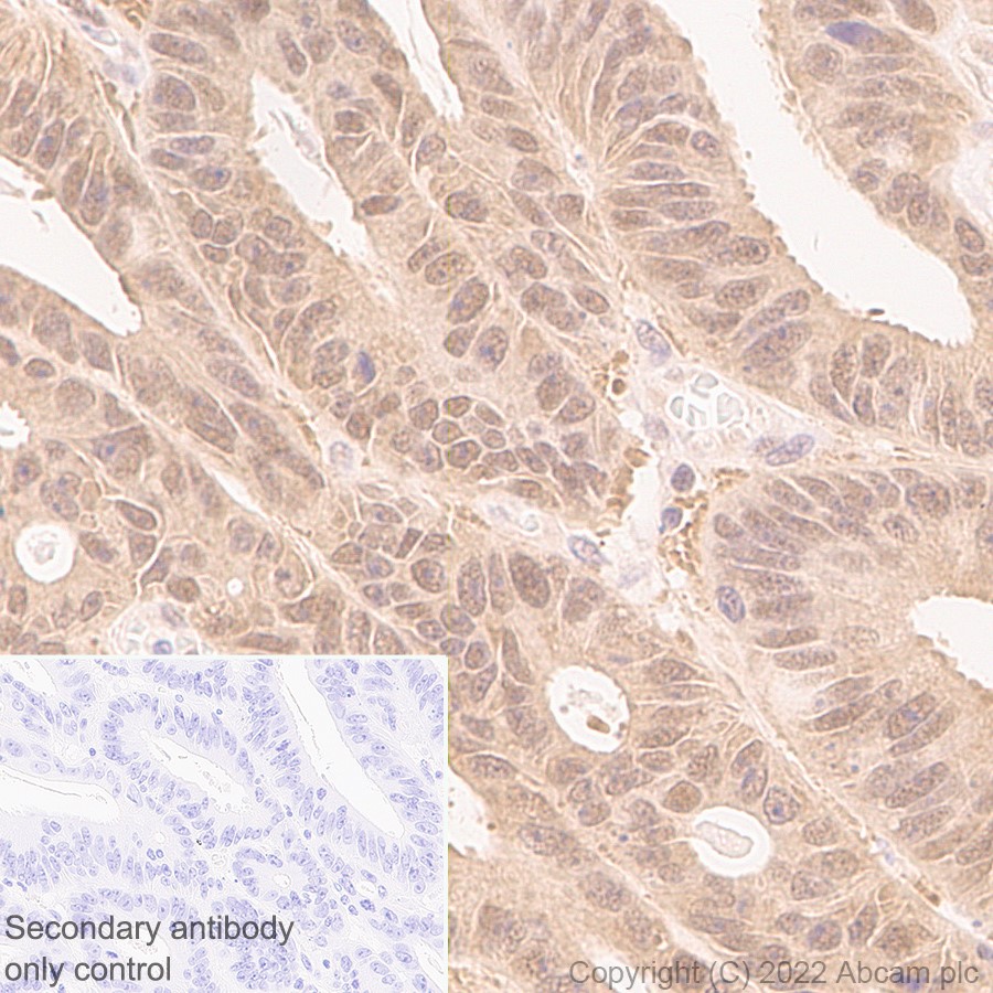 Immunohistochemistry (Formalin/PFA-fixed paraffin-embedded sections) - Anti-UCH37 antibody [EP4897] - BSA and Azide free (AB236002)