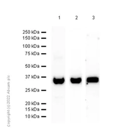 Western blot - Anti-UCH37 antibody [EP4897] - BSA and Azide free (AB236002)