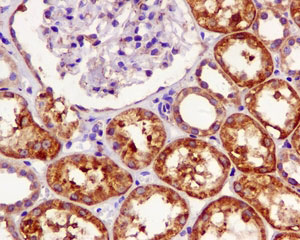 Immunohistochemistry (Formalin/PFA-fixed paraffin-embedded sections) - Anti-UCH37 antibody [EPR4896] - BSA and Azide free (AB248062), expandable thumbnail