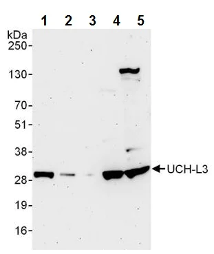 Western blot - Anti-UCHL3 antibody (AB241490)