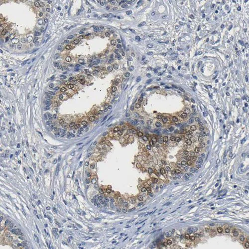 Immunohistochemistry (Formalin/PFA-fixed paraffin-embedded sections) - Anti-UCHL3 antibody (AB244371)