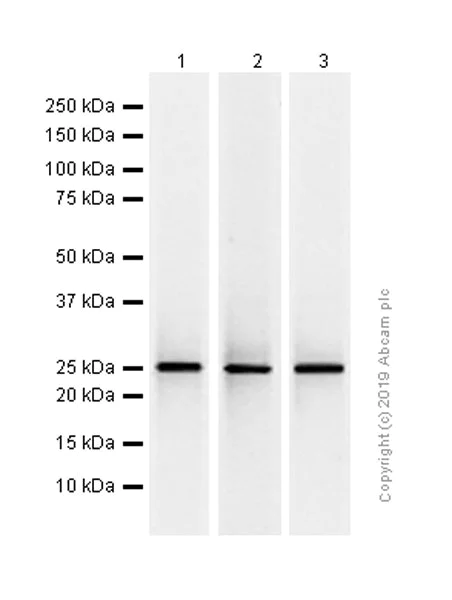 Western blot - Anti-UCHL3 antibody [EP5331] - BSA and Azide free (AB248130)