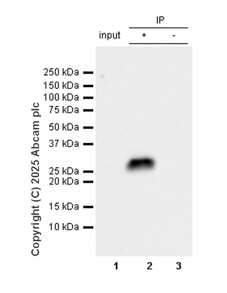 Immunoprecipitation - Anti-UCHL3 antibody [EPR29841-548] (AB323384), expandable thumbnail
