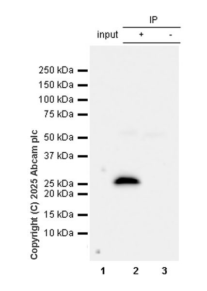 Immunoprecipitation - Anti-UCHL3 antibody [EPR29841-548] (AB323384), expandable thumbnail