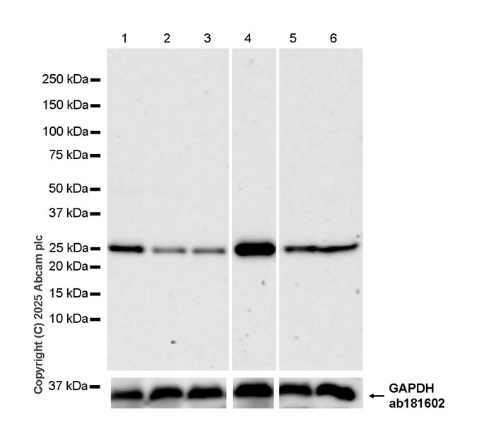 Western blot - Anti-UCHL3 antibody [EPR29841-548] (AB323384), expandable thumbnail