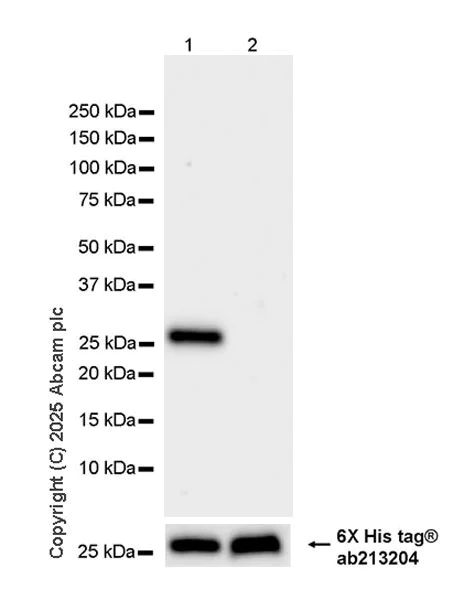 Western blot - Anti-UCHL3 antibody [EPR29841-548] (AB323384)