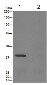 Immunoprecipitation - Anti-UCHL5IP antibody [EPR15341-56] (AB192616)