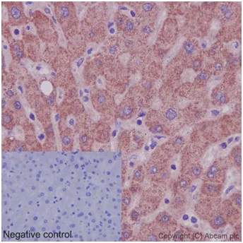 Immunohistochemistry (Formalin/PFA-fixed paraffin-embedded sections) - Anti-UCHL5IP antibody [EPR15341-56] - BSA and Azide free (AB251147)