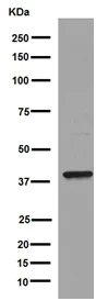 Western blot - Anti-UCHL5IP antibody [EPR15341-56] - BSA and Azide free (AB251147)