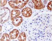 Immunohistochemistry (Formalin/PFA-fixed paraffin-embedded sections) - Anti-UCKL1 antibody [EPR7384] - BSA and Azide free (AB248168), expandable thumbnail