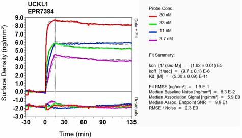 OI-RD Scanning - Anti-UCKL1 antibody [EPR7384] - BSA and Azide free (AB248168), expandable thumbnail