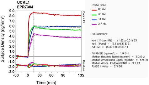 OI-RD Scanning - Anti-UCKL1 antibody [EPR7384] - BSA and Azide free (AB248168)