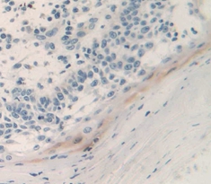 Immunohistochemistry (Formalin/PFA-fixed paraffin-embedded sections) - Anti-UCN2/SRP antibody (AB231050)
