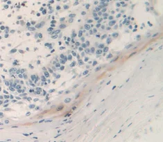 Immunohistochemistry (Formalin/PFA-fixed paraffin-embedded sections) - Anti-UCN2/SRP antibody (AB231050)