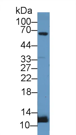 Western blot - Anti-UCN2/SRP antibody (AB231050)