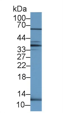 Western blot - Anti-UCN2/SRP antibody (AB231050)