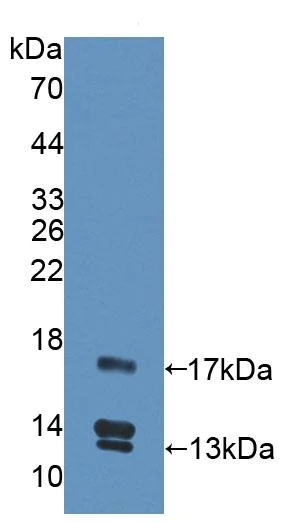 Western blot - Anti-UCN2/SRP antibody (AB231050)