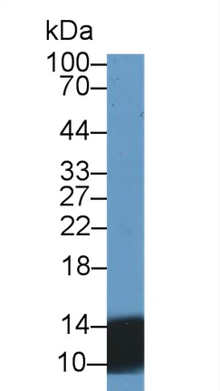 Western blot - Anti-UCN2/SRP antibody (AB231050)