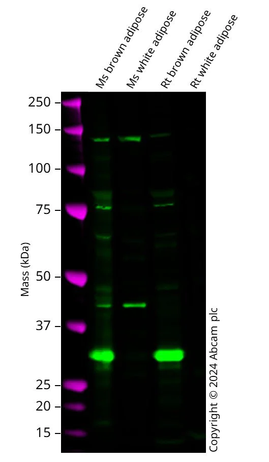 Western blot - Anti-UCP1 antibody (AB23841)