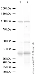 Western blot - Anti-UCP1 antibody (AB23841)