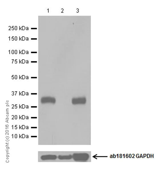 Western blot - Anti-UCP1 antibody [EPR20381] (AB209483)