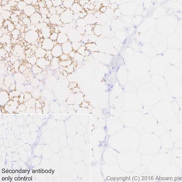 Immunohistochemistry (Formalin/PFA-fixed paraffin-embedded sections) - Anti-UCP1 antibody [EPR20381] - BSA and Azide free (AB222397)