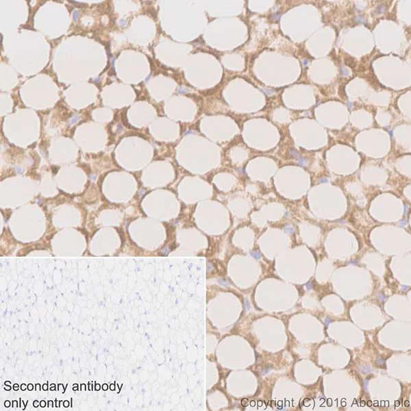 Immunohistochemistry (Formalin/PFA-fixed paraffin-embedded sections) - Anti-UCP1 antibody [EPR20381] - BSA and Azide free (AB222397)