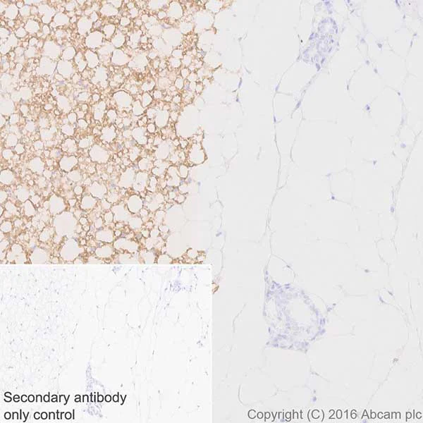 Immunohistochemistry (Formalin/PFA-fixed paraffin-embedded sections) - Anti-UCP1 antibody [EPR20381] - BSA and Azide free (AB222397)