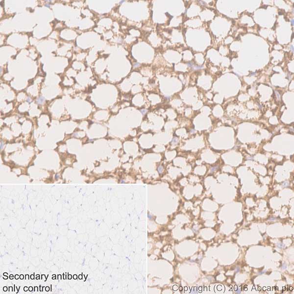 Immunohistochemistry (Formalin/PFA-fixed paraffin-embedded sections) - Anti-UCP1 antibody [EPR20381] - BSA and Azide free (AB222397)