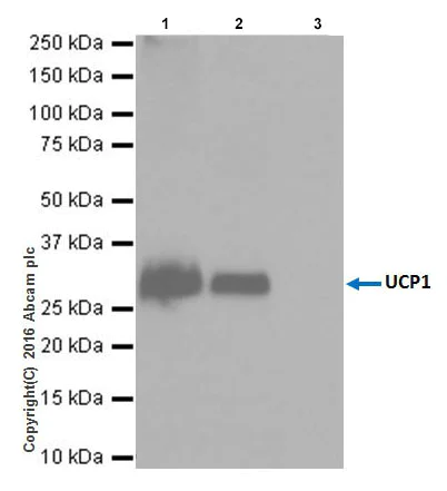 Immunoprecipitation - Anti-UCP1 antibody [EPR20381] - BSA and Azide free (AB222397)