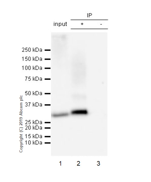 Anti-UCP1 antibody [EPR23004-34]