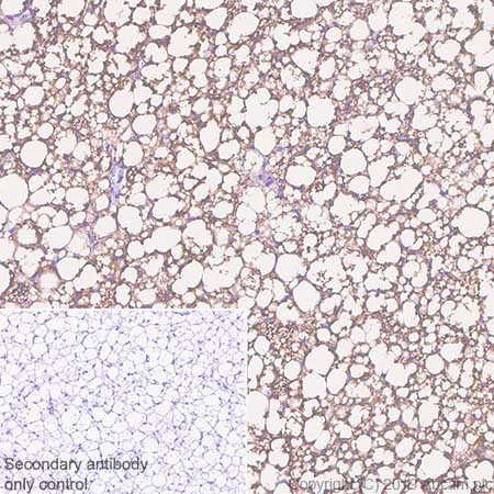 Immunohistochemistry (Formalin/PFA-fixed paraffin-embedded sections) - Anti-UCP1 antibody [EPR23004-34] - BSA and Azide free (AB261912)