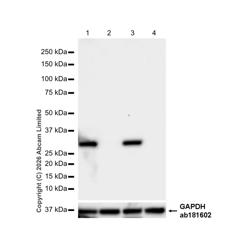 Western blot - Anti-UCP1 antibody [RM1066] (AB314239)