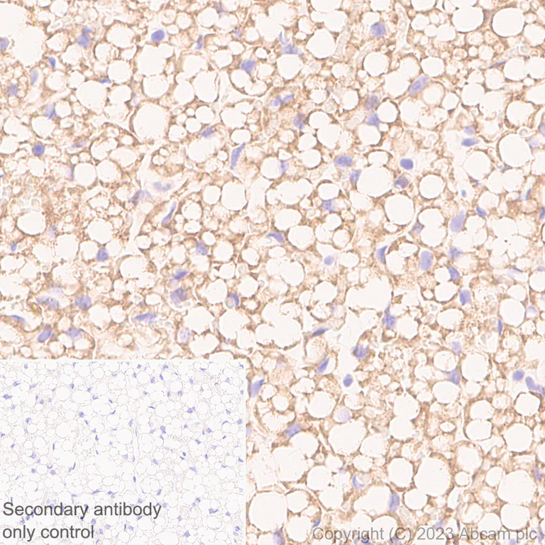 Immunohistochemistry (Formalin/PFA-fixed paraffin-embedded sections) - Anti-UCP1 antibody [RM1066] - BSA and Azide free (AB314240)