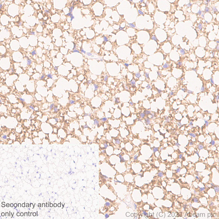 Immunohistochemistry (Formalin/PFA-fixed paraffin-embedded sections) - Anti-UCP1 antibody [RM1066] - BSA and Azide free (AB314240)
